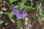 lila Gartenblumen Himalaya Blauen Mohn, Meconopsis Foto