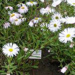 white Garden Flowers Seaside Daisy, Beach Aster, Flebane, Erigeron glaucus Photo