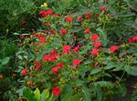 червен Градински цветове Четири Часа, Чудо На Перу, Mirabilis jalapa снимка
