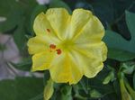 жълт Градински цветове Четири Часа, Чудо На Перу, Mirabilis jalapa снимка