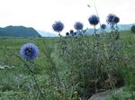 hellblau Gartenblumen Kugeldistel, Echinops Foto