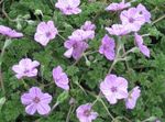 紫丁香 园林花卉 苍鹭的法案，鹳的法案, Erodium 照