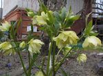 żółty Ogrodowe Kwiaty Ciemiernik (Gelleborus), Helleborus zdjęcie