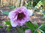 lila Vrtno Cvetje Teloh, Postnem Rose, Helleborus fotografija