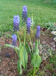 блакитний Садові Квіти Мускари, Muscari Фото