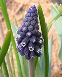 mynd Vínber Hyacinth lýsing