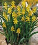 жовтий Садові Квіти Мускари, Muscari Фото