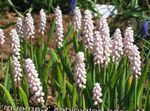 rosa Trädgårdsblommor Druva Hyacint, Muscari Fil