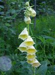 amarillo Flores de jardín Dedalera, Digitalis Foto