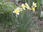 bijela Vrtne Cvjetovi Žuti Narcis, Narcissus Foto