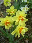 žlutý Zahradní květiny Narcis, Narcissus fotografie