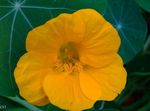κίτρινος Λουλούδια κήπου Νεροκάρδαμο, Tropaeolum φωτογραφία