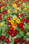 červená Záhradné kvety Kapucínka, Tropaeolum fotografie