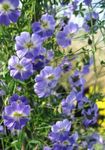 modrá Záhradné kvety Kapucínka, Tropaeolum fotografie