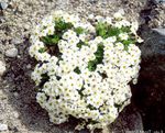 white Garden Flowers Forget-me-not, Myosotis Photo
