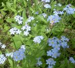 modrá Záhradné kvety Nezábudka, Myosotis fotografie