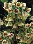 Sredozemske Zvonci, Sicilijanskega Medu Lily, Okrasne Čebule, Sicilijanske Česen