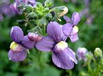 purple Garden Flowers Cape Jewels, Nemesia Photo
