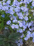 svetlo modra Vrtno Cvetje Cape Dragulje, Nemesia fotografija