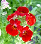 rojo Flores de jardín Joyas Cape, Nemesia Foto