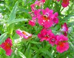 рожевий Садові Квіти Немезія, Nemesia Фото