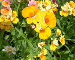 yellow Garden Flowers Cape Jewels, Nemesia Photo