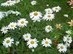 weiß Gartenblumen Ox-Eye Daisy, Shasta Gänseblümchen, Feld Gänseblümchen, Margerite, Mond Daisy, Leucanthemum Foto
