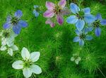 блакітны Садовыя Кветкі Чарнушка (Нигелла), Nigella damascena фота
