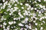 white Cup Flower, Nierembergia Photo