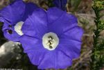 modra Vrtno Cvetje Nolana fotografija