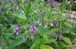 紫丁香 园林花卉 紫草, Symphytum 照