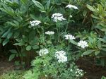 biely Záhradné kvety Minoan Čipky, Biela Čipka Kvet, Orlaya fotografie