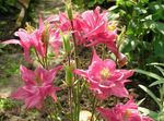 rosa Gartenblumen Akelei Flabellata, Europäische Akelei, Aquilegia Foto