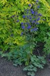 blå Hage blomster Columbine Flabellata, Europeiske Columbine, Aquilegia Bilde