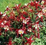červená Záhradné kvety Orlíček Flabellata, Európsky Orlíček, Aquilegia fotografie