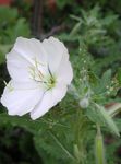 biely Záhradné kvety Biely Iskerník, Svetlo Pupalkový, Oenothera fotografie