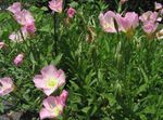 rožinis Sodo Gėlės Balta Vėdrynas, Šviesiai Nakvišų, Oenothera Nuotrauka