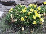 žlutý Zahradní květiny Bílý Pryskyřník, Bledý Pupalkový, Oenothera fotografie