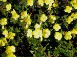 żółty Ogrodowe Kwiaty Tuleja Z Wiesiołka, Oenothera fruticosa zdjęcie