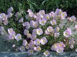 розов Градински цветове Вечерна Иглика, Oenothera speciosa снимка