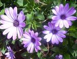 lilac garður blóm Daisy Afríku, Cape Daisy, Osteospermum mynd