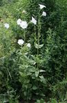 branco Flores do Jardim Ostrowskia, Ostrowskia magnifica foto