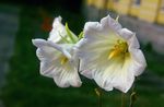 fehér Kerti Virágok Ostrowskia, Ostrowskia magnifica fénykép