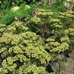 緑色 庭の花 派手マンネングサ, Hylotelephium spectabile フォト