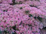 lilás Flores do Jardim Stonecrop Showy, Hylotelephium spectabile foto