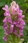rosa Gartenblumen Knabenkraut, Gefleckte Orchideen, Dactylorhiza Foto