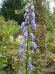 bleu ciel les fleurs du jardin Monkshood, Aconitum Photo