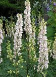 branco Flores do Jardim Monkshood, Aconitum foto