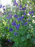 modra Vrtno Cvetje Preobjeda, Aconitum fotografija