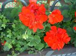 червен Градински цветове Качулка Листо Мушкато, Дърво Мушкато, Уайлд Malva, Pelargonium снимка